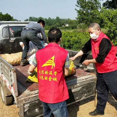 幫賣助農 用愛扶貧——金城紅馬甲赴子陵采購愛心農產品活動紀實