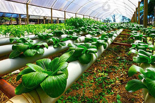 綠色科技，豐饒未來——農(nóng)業(yè)產(chǎn)品種植技術(shù)公司畫冊封面模板