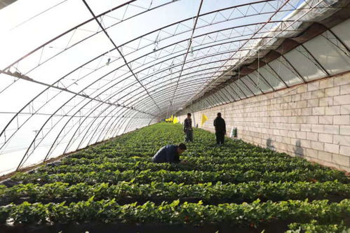 養(yǎng)蚯蚓種草莓 玉泉區(qū)綠色可循環(huán)農(nóng)業(yè)助農(nóng)增收百萬