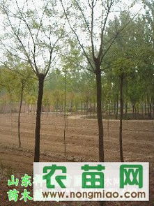 國槐熱銷市場探秘 8-10公分全冠土球國槐價(jià)格、廠商與選購指南