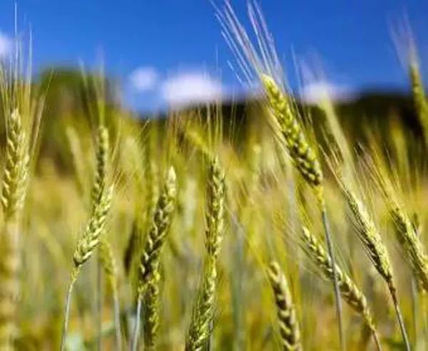 農(nóng)業(yè)種植補(bǔ)貼的五類核心政策，你必須了解！